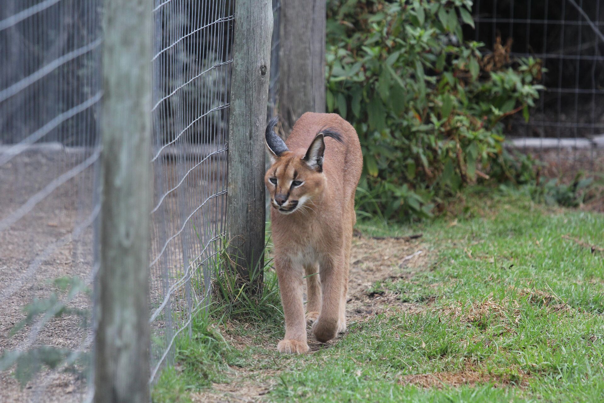 Каракал Каракал - РИА Новости, 1920, 08.12.2020